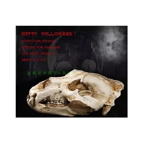 Polar bear skull Simulation props Animal skull model High precision 1:1 Resin model free shipping