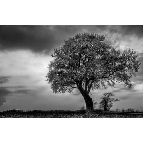 74 Home Decor Lone Tree Black and White-Silk Art Poster Wall Art Home Decoration Gift