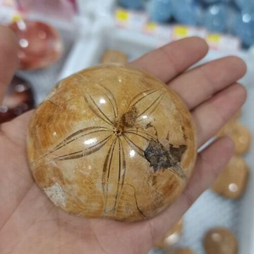 Natural starfish fossil Mineral sample Sea Urchin Madagascar reliquiae Mini Stone Cute Pendant Gift Crystals Healing