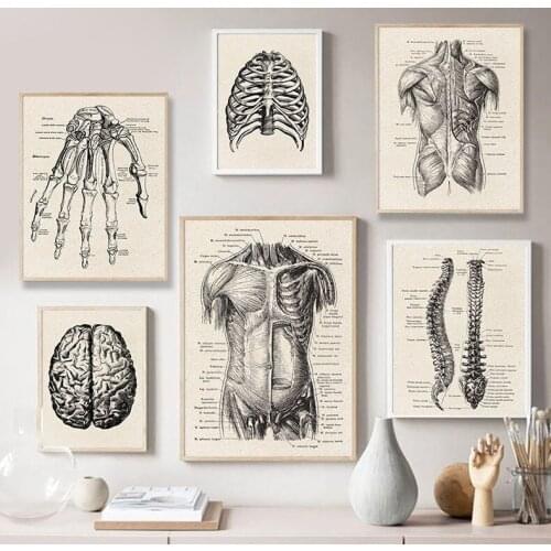 Human Anatomy Wall Art Hospital Vintage Posters and Prints Doctor Office Decoration Skeleton Anatomical Skull Canvas Painting