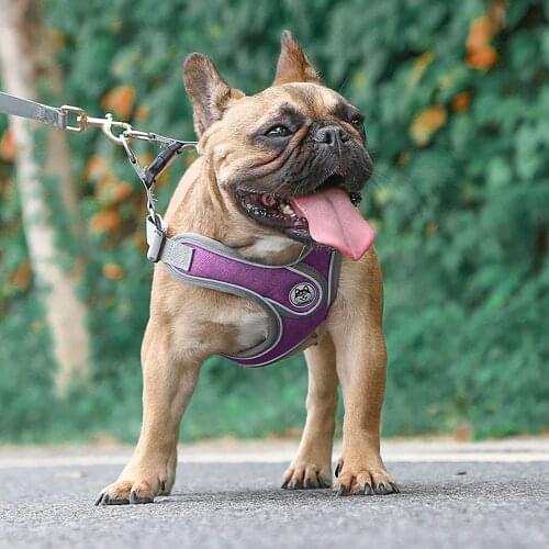 Dogs Outdoor Traction Rope Collars Harnesses Leads Reflective Anti-Strike Vest For Small And Medium-Sized Dogs Dropshipping