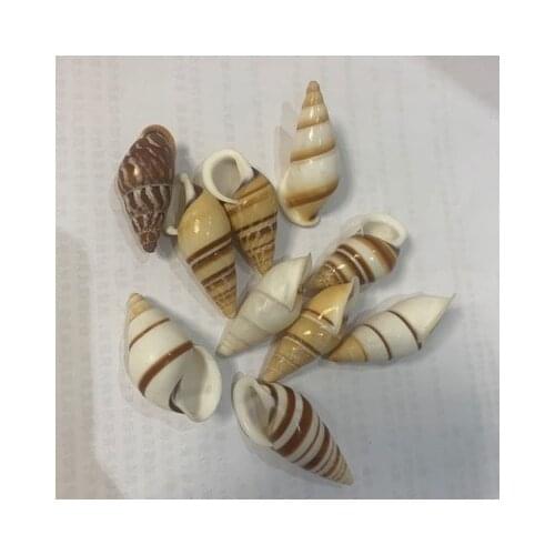 Natural Conch 3-5 cm Conch Shell Replacement Hermit Crab Shell house decoration