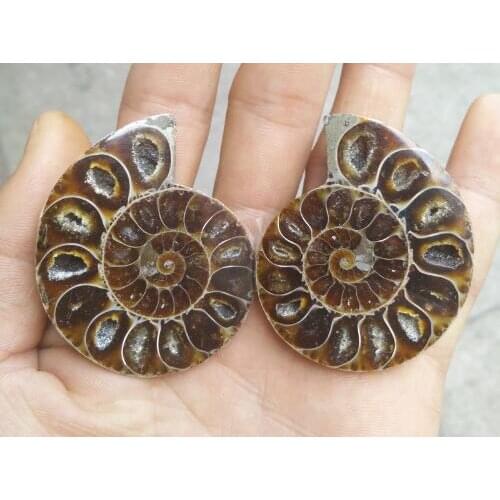 A pair of Natural Ammonite Fossil Specimen Shell conch Nautilus Pompiplius Ocean jasper Fish Tank Stones Healing 21mm--25mm