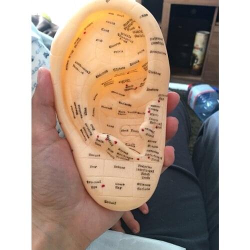 2015 New! Ear acupuncture earpins model model auricular application model ear acupuncture points model17 English version