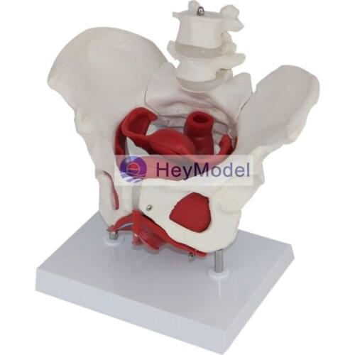 HeyModel Human spine model with Base