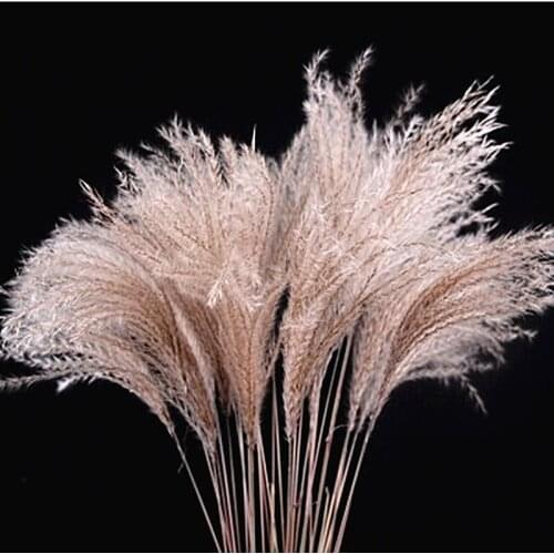 Natural Dried Flower Reed for Wedding Plants Wall Decor Artificial Flowers Party Stage Setting Outside Decoration Reed Plants