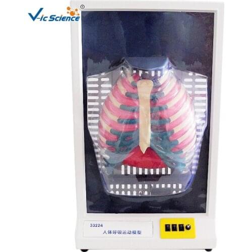 Human electrokinetic breathing model