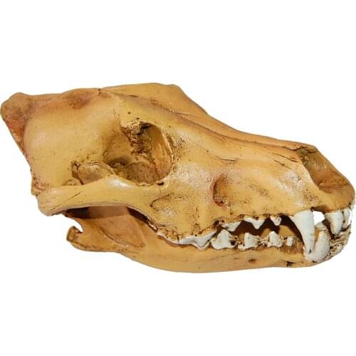 Resin Wolf Skull Replica Head Model Figurine Skeleton Collection Medical Teaching