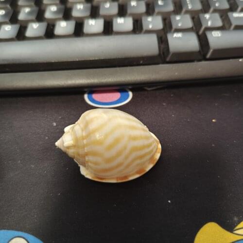 Conch shell
