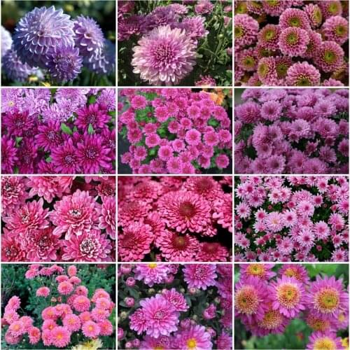 AZQSD Diamond Painting Daisy Cross Stitch Picture Of Rhinestones Diamond Embroidery Flower Mosaic Handmade Home Decoration Gift