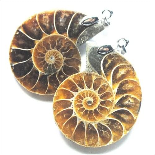 2pc Natural Ammonite Fossile Specimen Shell conch Nautilus Pompiplius Ocean jasperr Fish Tank Stones Healing 21mm--25mm