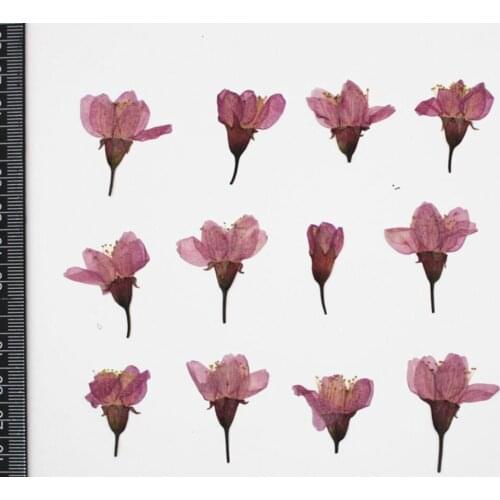 250pcs 2-3cm Pressed Dried Cherry Blossoms Sakura Flower Herbarium For Epoxy Resin Jewelry Making Face Makeup Nail Art DIY
