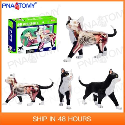 4D Animal Puzzle Cat Toys Anatomical Models Detachable DIY Children Gifts Feline Model Educational Tool MASTER 26005
