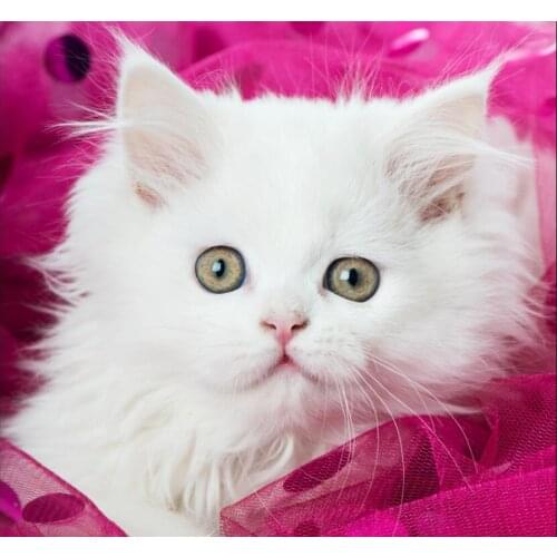 Custom mural wallpaper 3d,Cat Eyes Kittens Animals wallpaper papel de parede,coffee shop living roomTV wall bedroom wallpaper