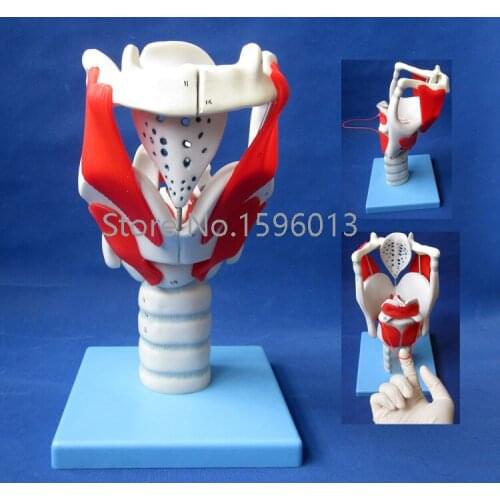 HOT Structure and Function of Larynx Model, Human Anatomical Larynx model
