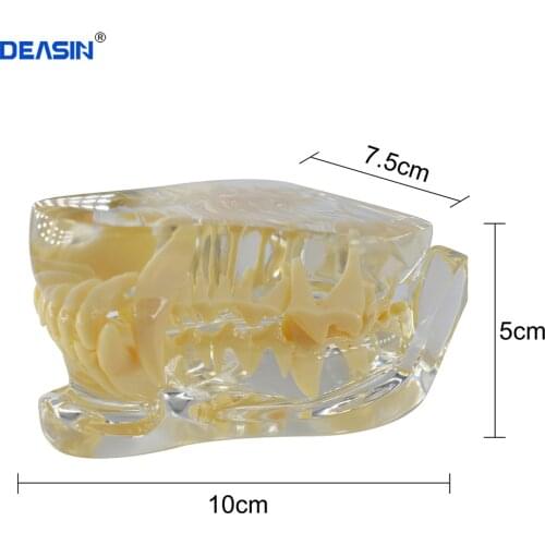 Dog Dentition model Dog dental Teeth Model Clear Canine Dentist Modeling Animal Body Anatomy Dog Teeth