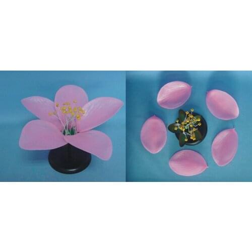Peach anatomical model Plant anatomy Biology Teaching Model free shipping