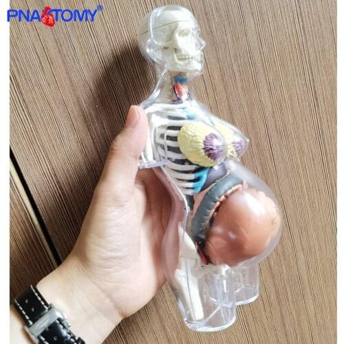 Educational Human Body transparent Anatomy 4D MASTER puzzle assembly toy pregnancy anatomical medical sciences model
