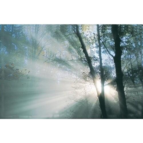 Supply art for home decor of painting printed on Canvas from photo of Sunlight penetration depths of the forest free shipping