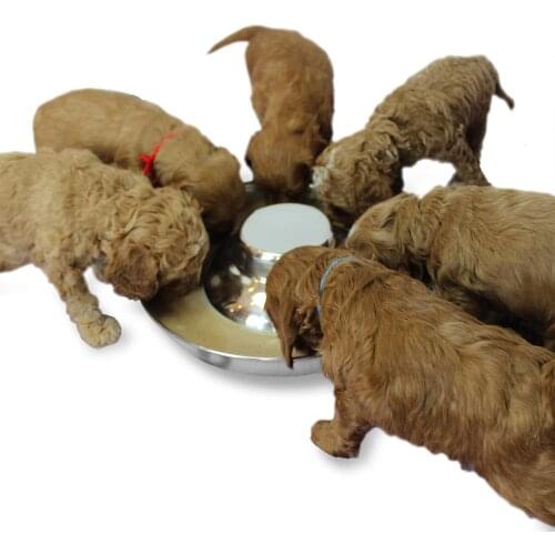 Stainless Steel Puppy Dog Bowls Pets Puppies Feeding Food and Water Weaning Bowls Dishes Feeder