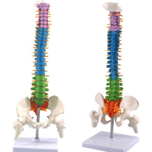 45cm Human Spine with Pelvic Anatomy Model Medical Science Teaching Resources Dropshipping