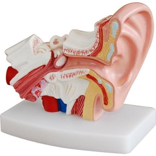 1.5X ear anatomy the inner ear labyrinth model human auditory system model ENT human model