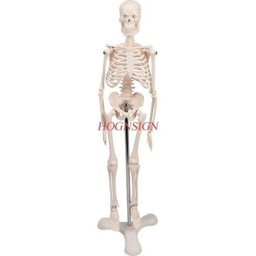Human skeleton model medical medicine teaching
