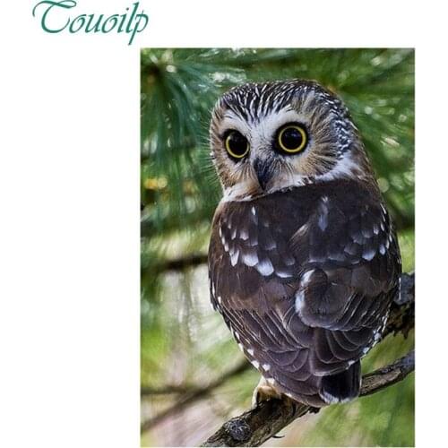 5d Diy Diamond Painting Cross Stitch animal Diamond Embroidery owl Crystal Round&Square Diamond Mosaic Pictures Needlework