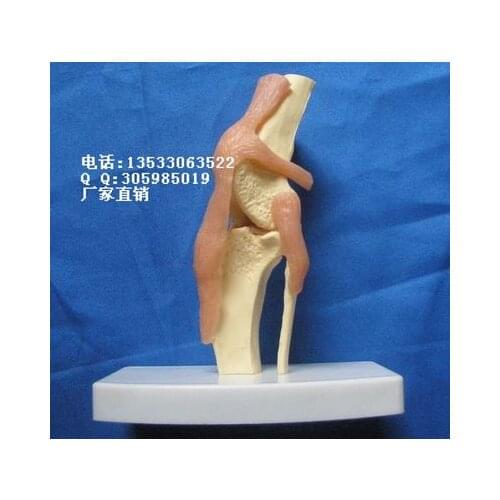 Dog skeleton Animal bones Veterinary Teaching Aids Teaching Model free shipping