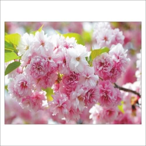 5D diamond painting flower full diamond DIY mosaic 3D diamond embroidery set home decoration gift D30