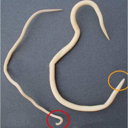 Uvet 50pcs animal experiment Anatomy Material earthworm Anatomical model