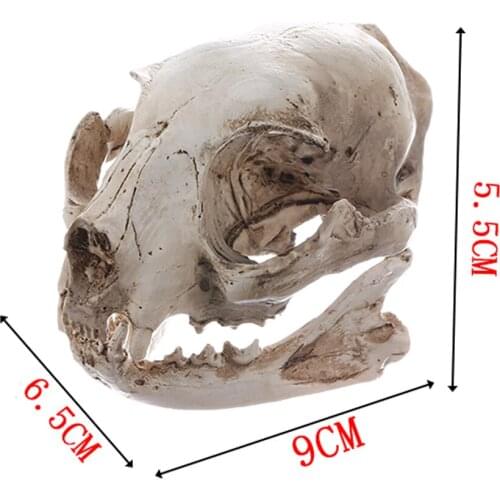 MagiDeal Cat Skull Replica Medical Teaching Skeleton Model Collectible Decor