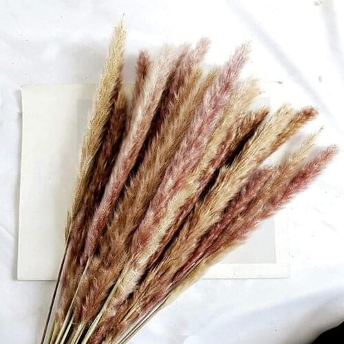 15/30/50Pcs Dried Small Pampas Grass Flowers Pantas Artificiales Para Decoracion Real Plants Home Decor Wedding Decoration