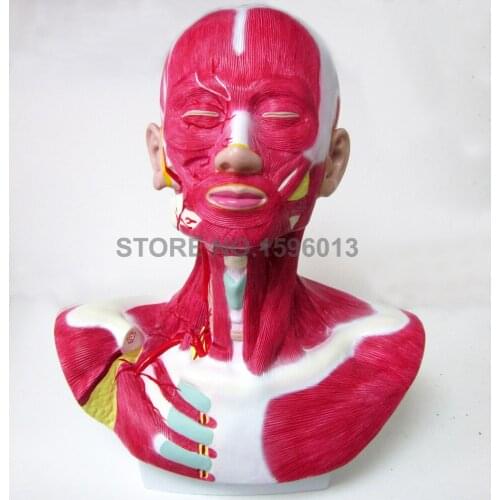 Head,Neck and Face with Vessels Nerves Artery Anatomical 3D Medical Teaching Torso Model
