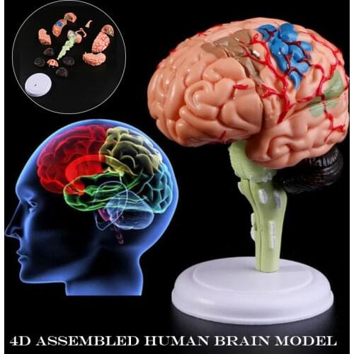 4D Disassembled Anatomical Human Brain Model Anatomy Medical Teaching Tool Statues Sculptures for Medical Use PUO88