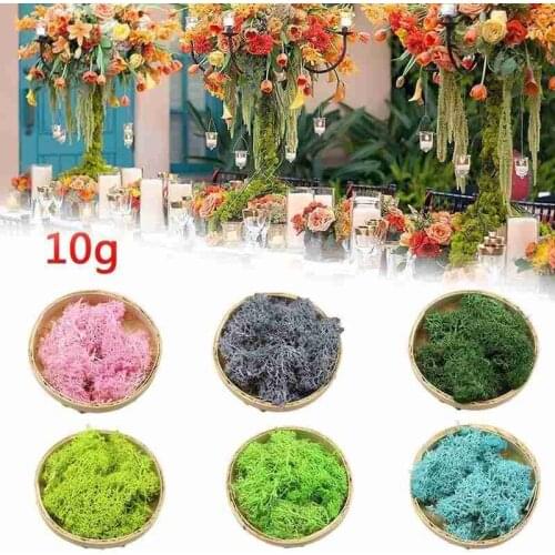 10g Decorative Sphagnum Mosses Dry Natural Fresh Moss,real Eternal Dried Grass DIY Decorative Preserved Flowers Accessories