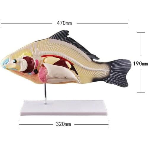 Fish Anatomical Model Removable Internal Organs Biology Teaching Demonstration Aids Animal Model