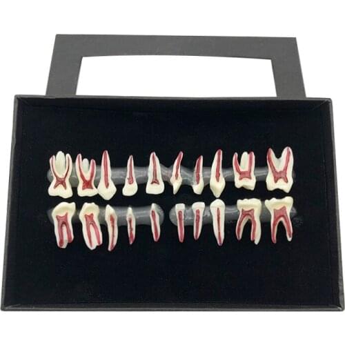 1box Child‘s deciduous teeth model Dental oral teach model display model tooth anatomical model for teaching