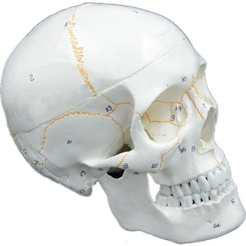 Size Skull Model Anatomical Anatomy Teaching Skeleton Head Studying Teaching Supplies