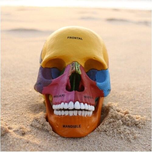 1:1 Color Head Model Natural Human Skull Adult Head Anatomy Human Skull Colorful Model Medical Science Skeleton Assembled Model