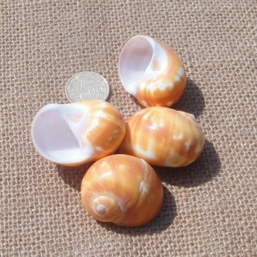 Natural orange jspiral conch shells around 4cm platform aquarium wedding gifts of jewelry DIY