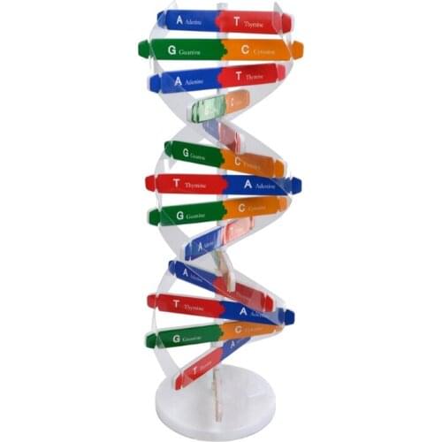 Montessori Block Learning Resource DNA Structure Puzzle Jigsaw Sensory Stacking Human Gene Model Assembly Science Toy