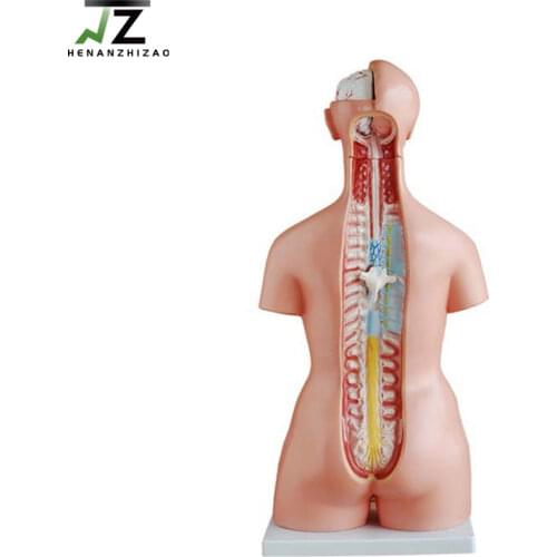 Medical Teaching 85CM Tri-sex Anatomy Torso Model 21 Parts