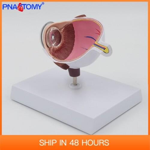 4X Human Eye Anatomy Model Half PVC Anatomical Medical Gift Teaching Tool Science Educational Equipment