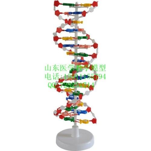 Model DNA structure model educational equipment school supplies