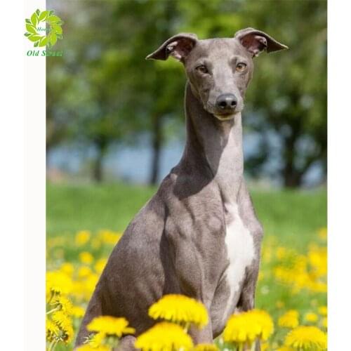 Old Street Home Dog Diamond Painting 5D Animal Full Drill Square Diamond Art Embroidery Cross Stitch Handcraft Home Decoration