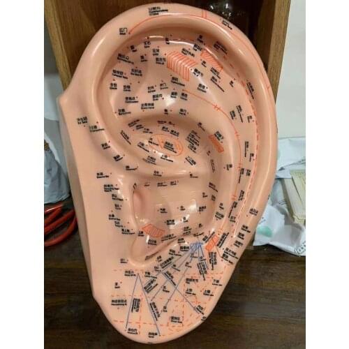 40cm Ear Therapy Model, Auricular 201 Diagnosis and Treatment Acupoints, Ear Reflex Model 15.7 Inches, Extra Large, Clear