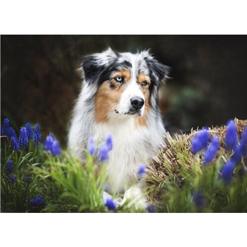 Diamond painting Animal dog australian shepherd full square 5D diamond embroidery picture cross stitch home wall decoration