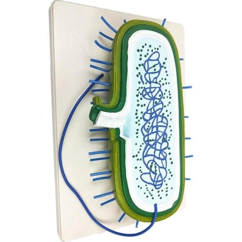 Making Germ Bacteria Laboratory Experiment Student Learning Teaching Tool