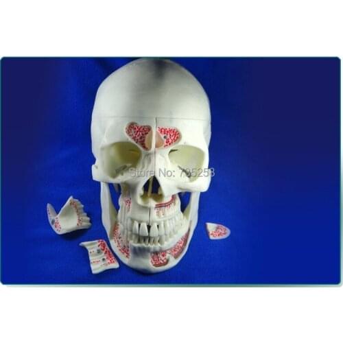 Human skull model,Senior 1:1 skull model,Ten Components Decomposition Model of the Skull